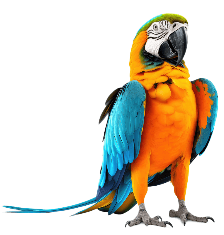 Colorful Parrot