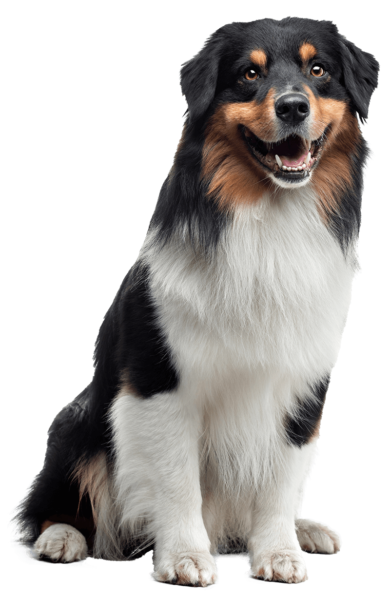 Dog Grooming New Port Richey Fl