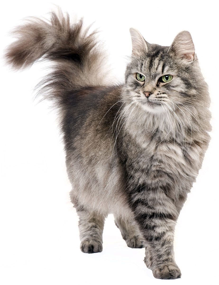 cat and dog wellness care new port richey fl