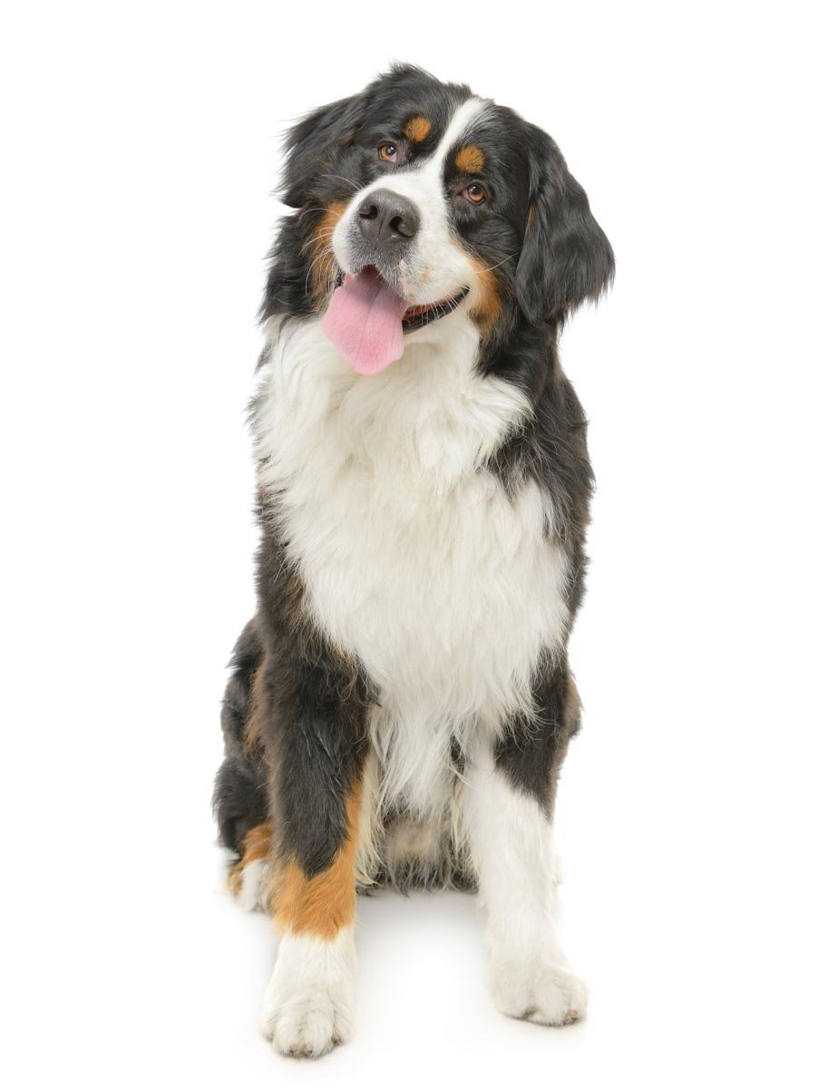 Bernese Mountain Dog Sitting