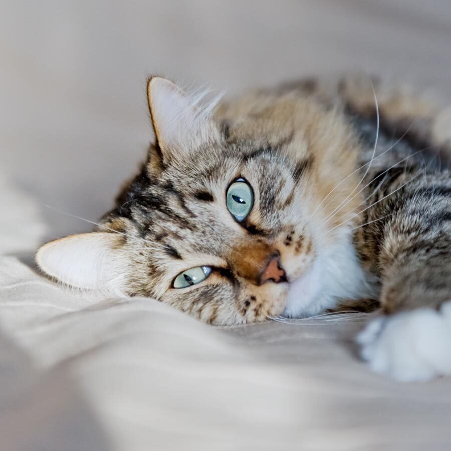 Brown Striped Cat Laying On Side