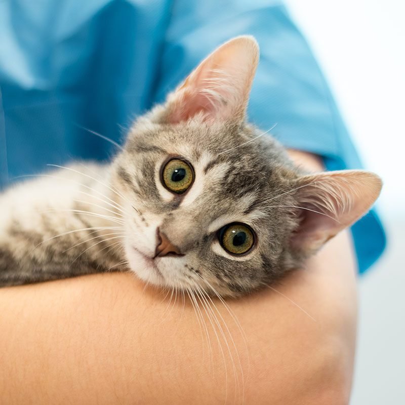 Cat And Dog Microchipping New Port Richey Fl