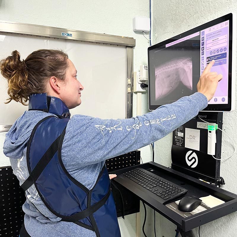 Cat And Dog X Ray Lab Diagnostics New Port Richey Fl