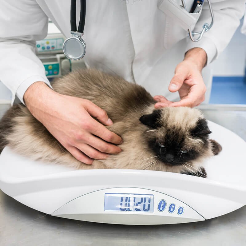 Cat On Scale Cat On Scale