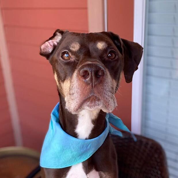 Close Up Dog Wearing Bandana Close Up Dog Wearing Bandana