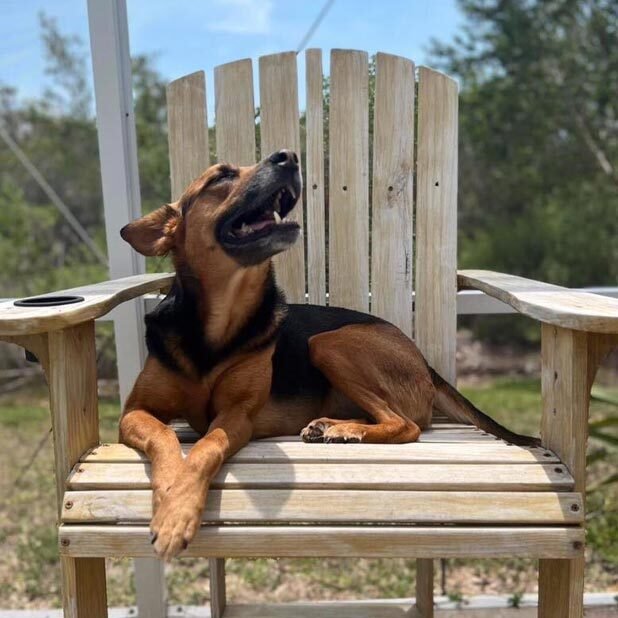 Dog And Cat Vaccinations In New Port Richey Fl