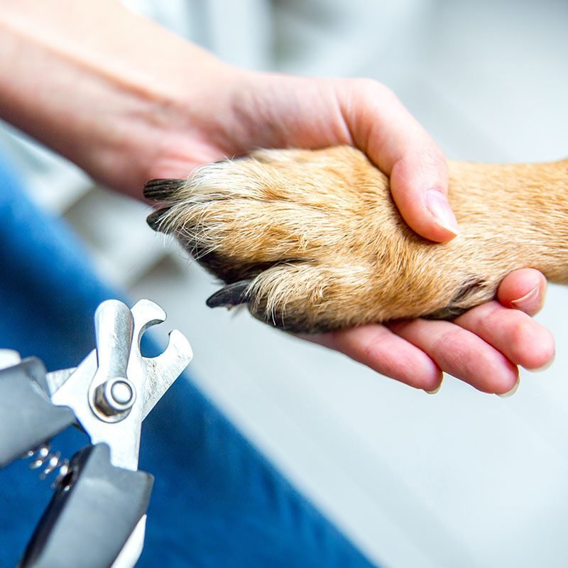 Dog Nail Trim