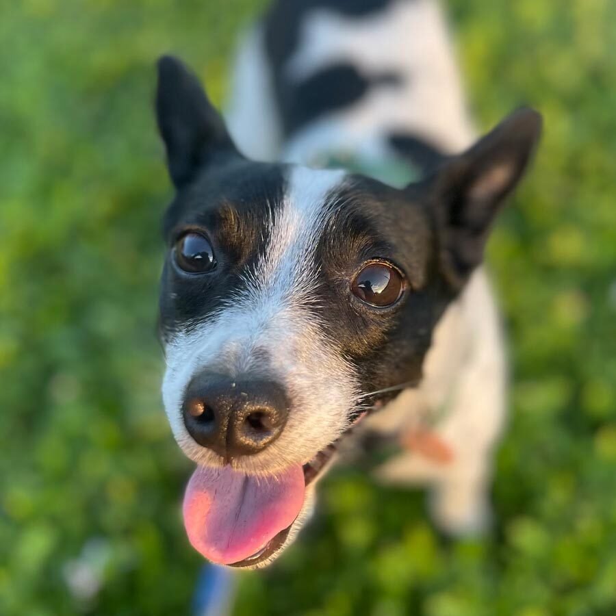 Happy Spotted Dog Outside