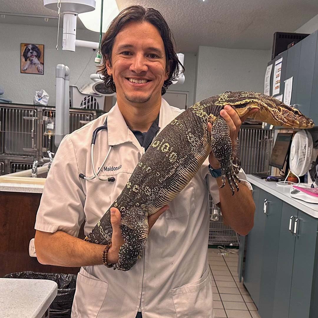 veterinarian holding exotic pet