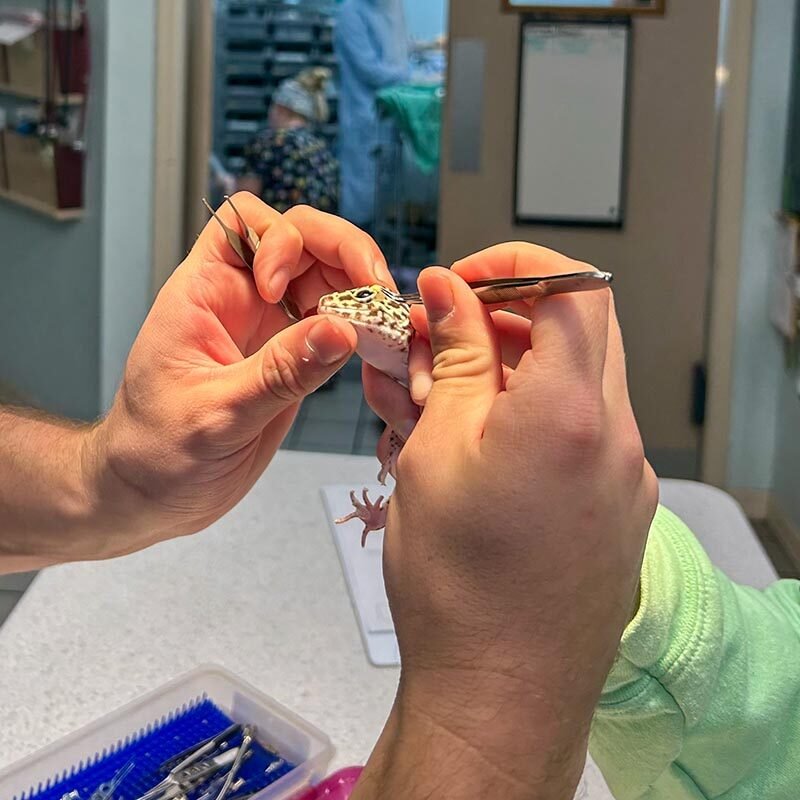 Procedure On Small Reptile Procedure On Small Reptile