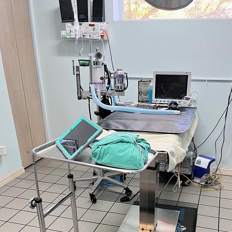 Veterinary Surgery Suite New Port Richey Fl
